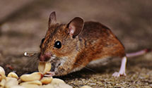 24 Hour & Emergency Exterminators in US Navy Accounting Office, VA